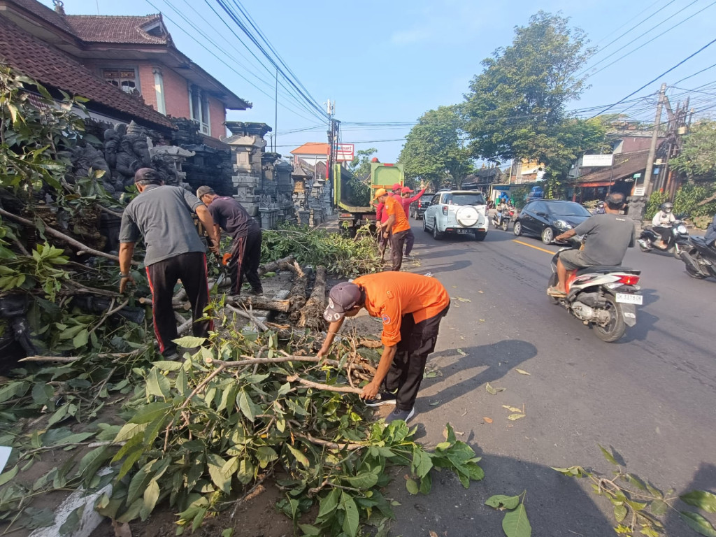 Pohon Tumbang di Jalan Raya Mengwi, Kelurahan Lukluk, Kecamatan Mengwi Tanggal 09 April 2024